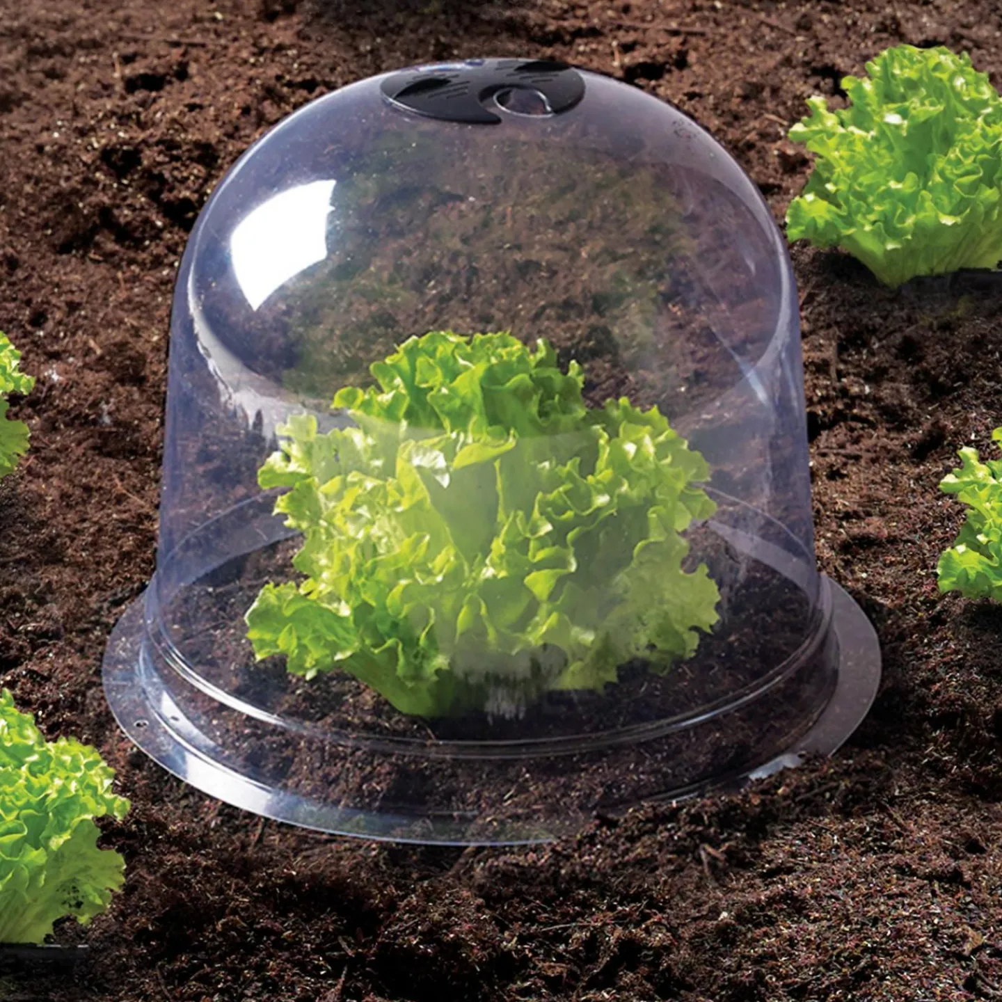 Cloches pour plants de salade X12*IDMarket Outlet
