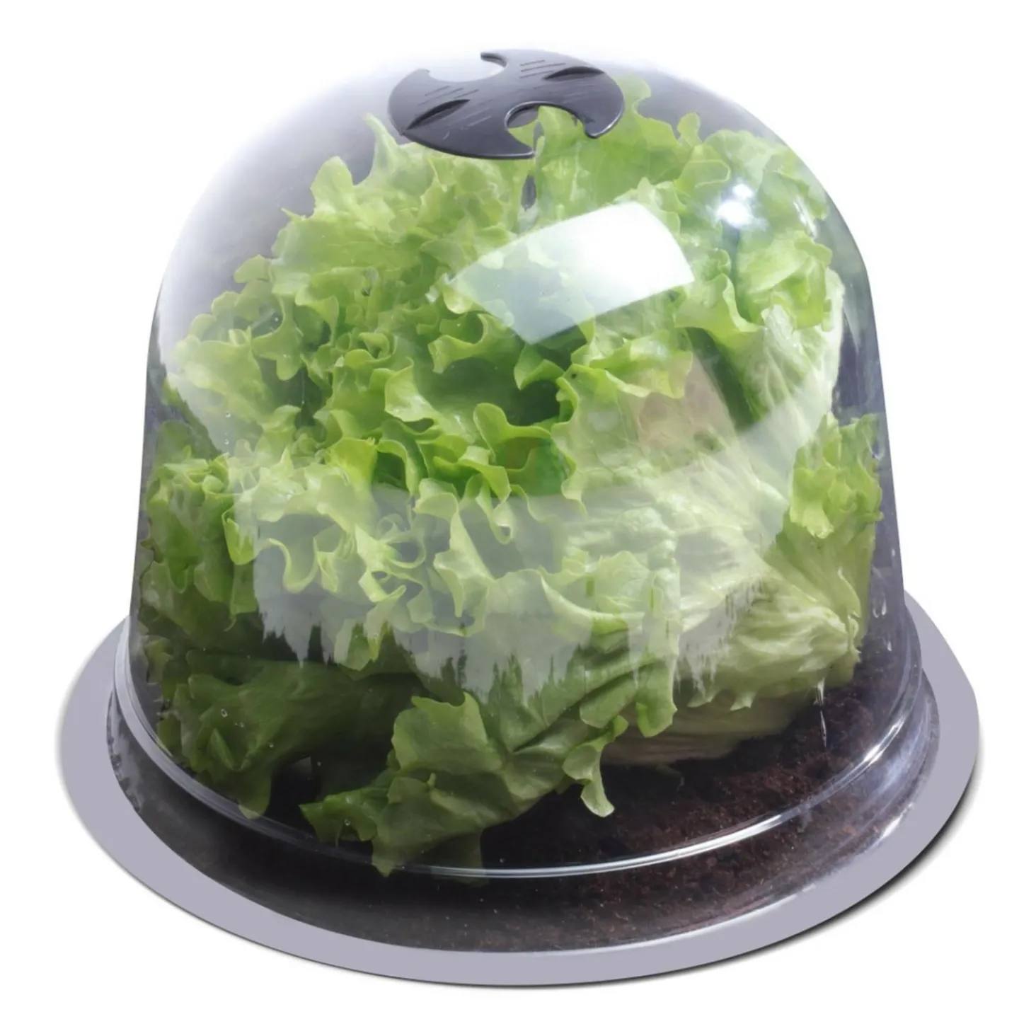 Cloches pour plants de salade X12*IDMarket Outlet